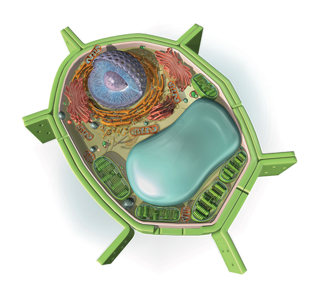 Blink Activity | BlinkLearning