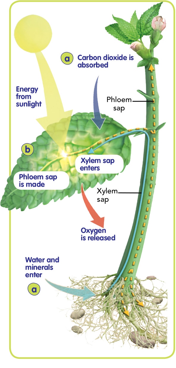 Blink Activity BlinkLearning