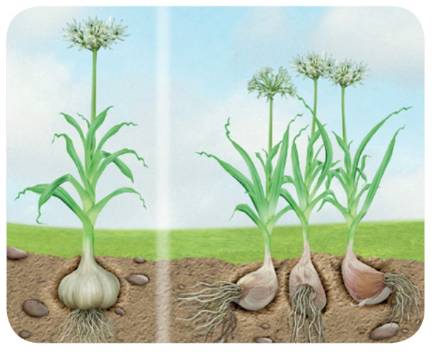 Blink Activity BlinkLearning