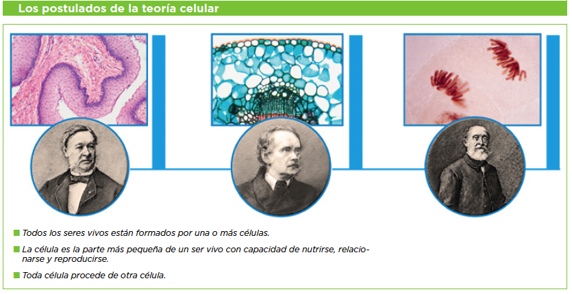 Cuales Son Los Tres Postulados De La Teoria Celular - Compartir Celular