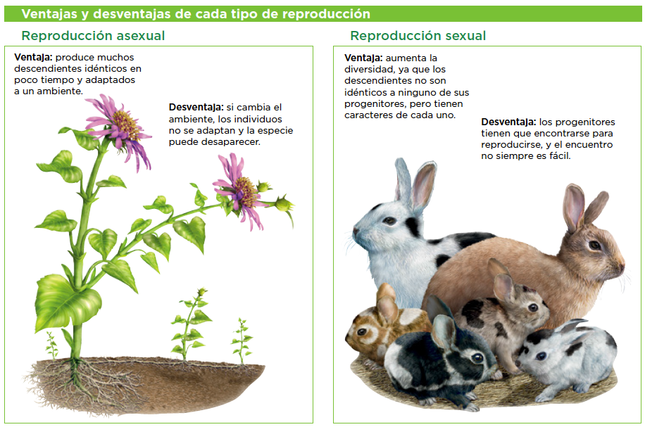 Las Semejanzas Y Diferencias Entre Las Plantas Y Animales En Función