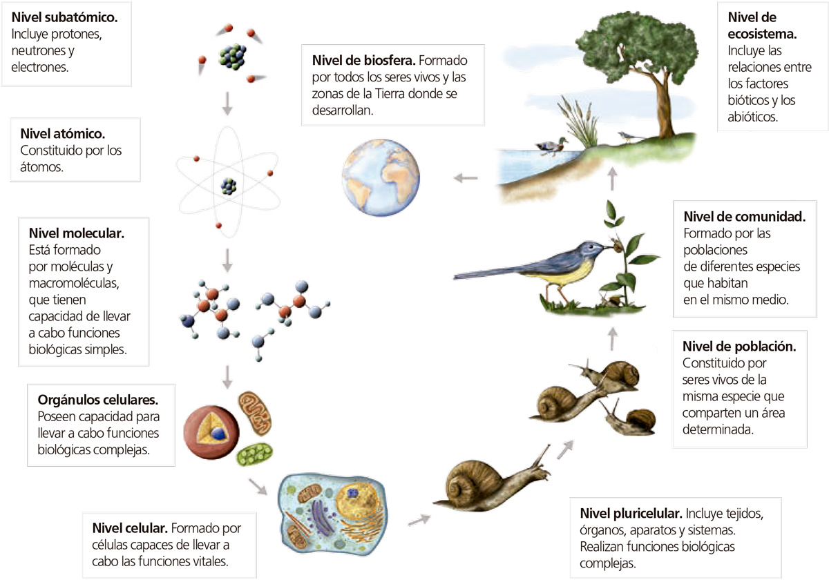 Resultado de imagen de niveles organizaciÃ³n materia viva