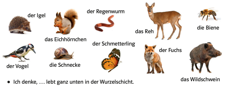 Welche Tiere Leben In Der Wurzelschicht www.blinklearning.com