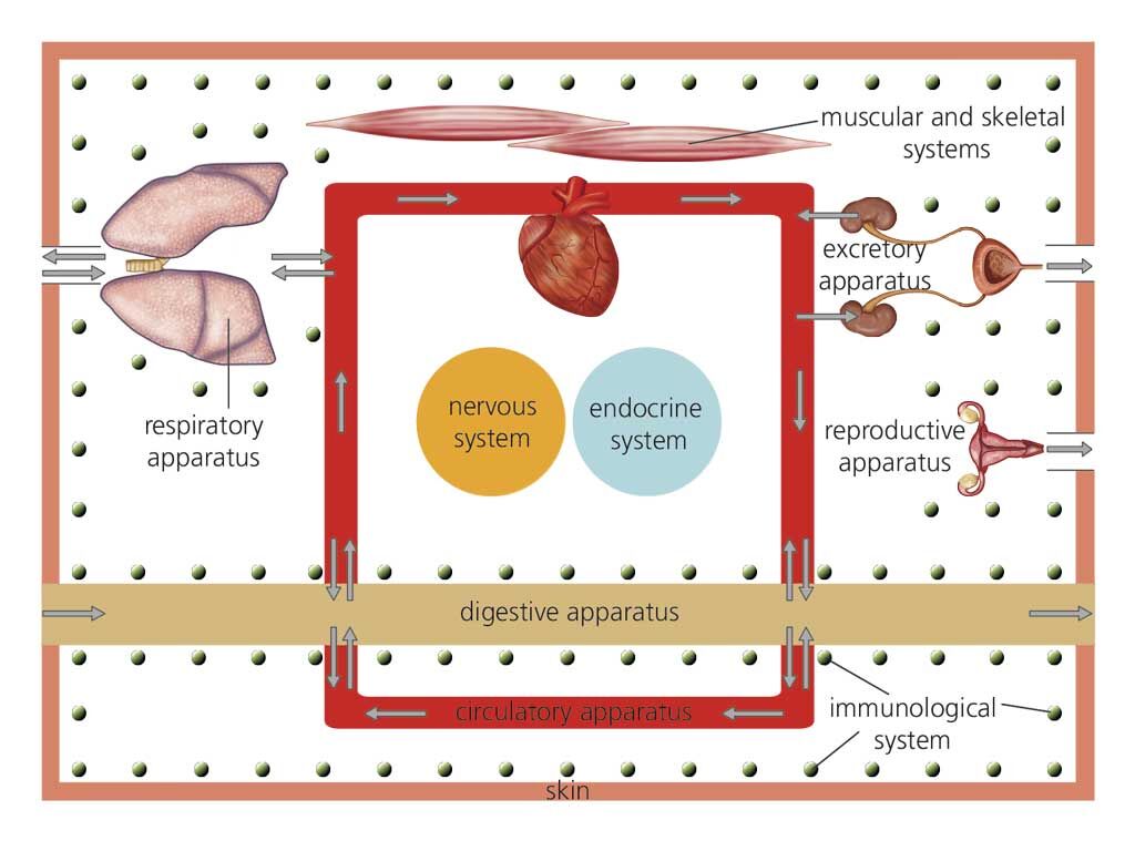 Blink Activity | BlinkLearning