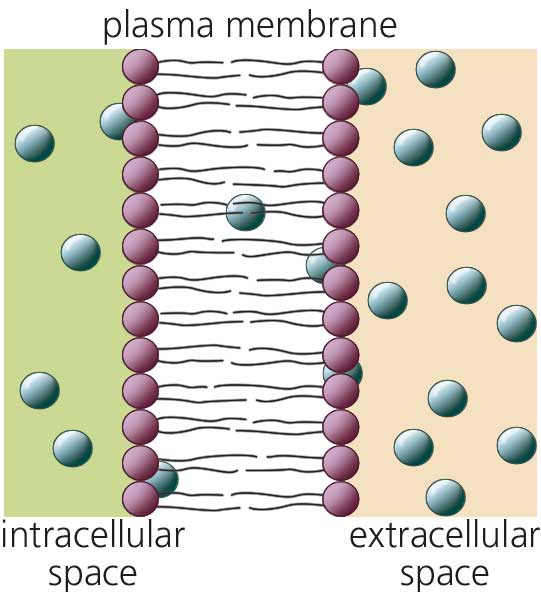 Extracellular Space And Intracellular Space