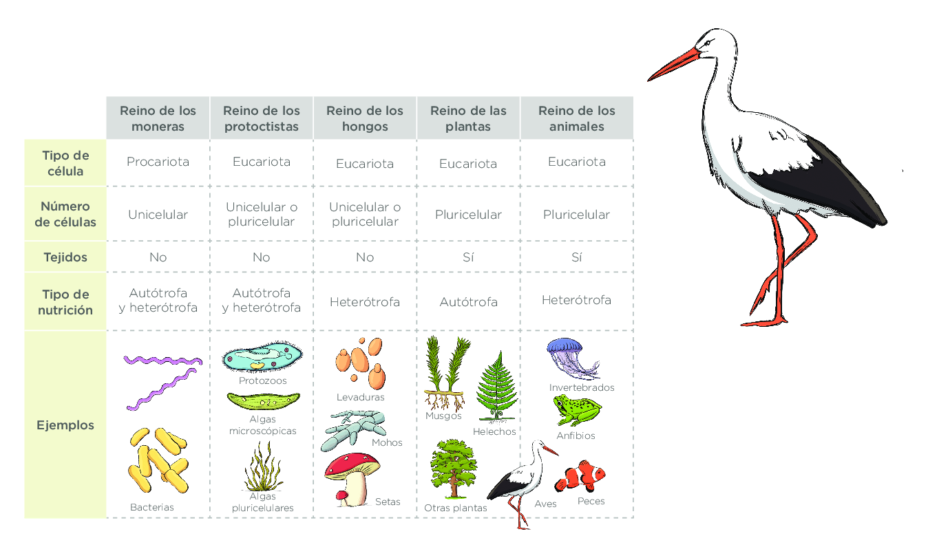 Blink Activity | BlinkLearning