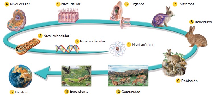 Resultado de imagen de niveles de organizacion seres vivos