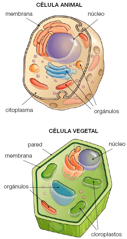 Resultado de imagen de celulas animales y vegetales santillana