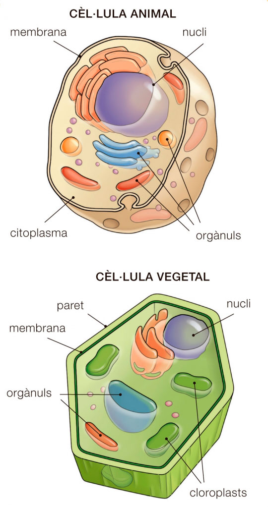 Resultat d'imatges de cÃ¨lÂ·lula eucariota animal orgÃ nuls primaria