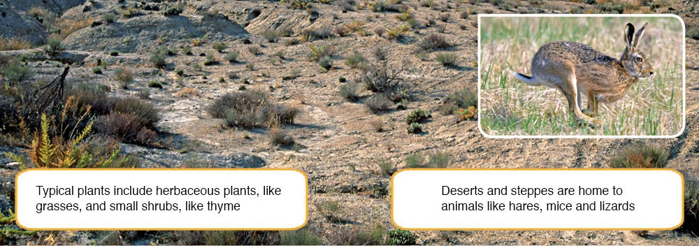 Blink Activity | BlinkLearning