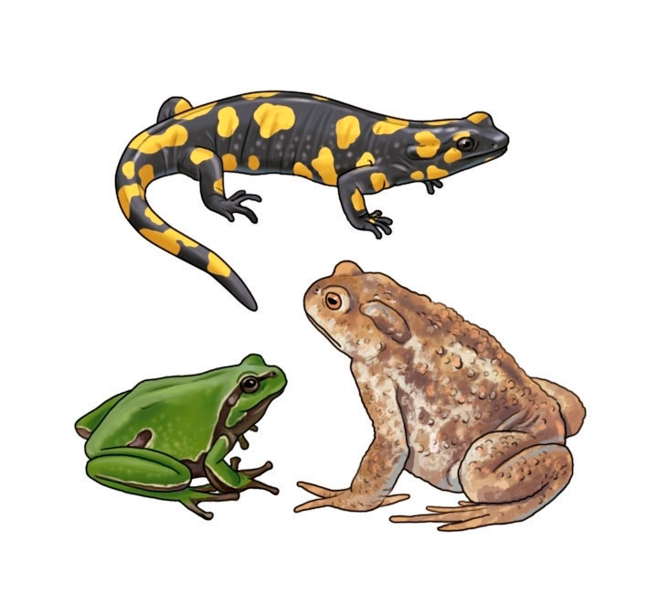 Do amphibians breathe through gills