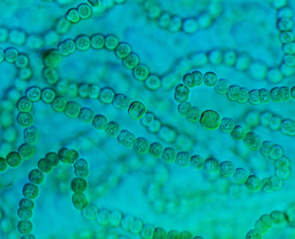 Blink Activity | BlinkLearning