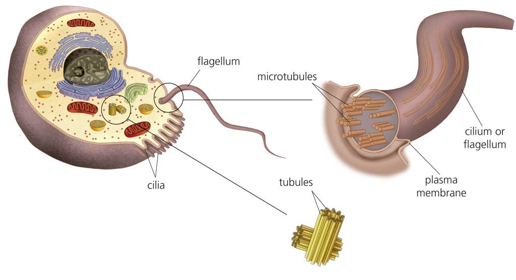 Cell Flagella In Animal : Molecular Expressions Cell Biology: Animal Cell Structure ... : The axoneme is surrounded by a membrane, sometimes beset.