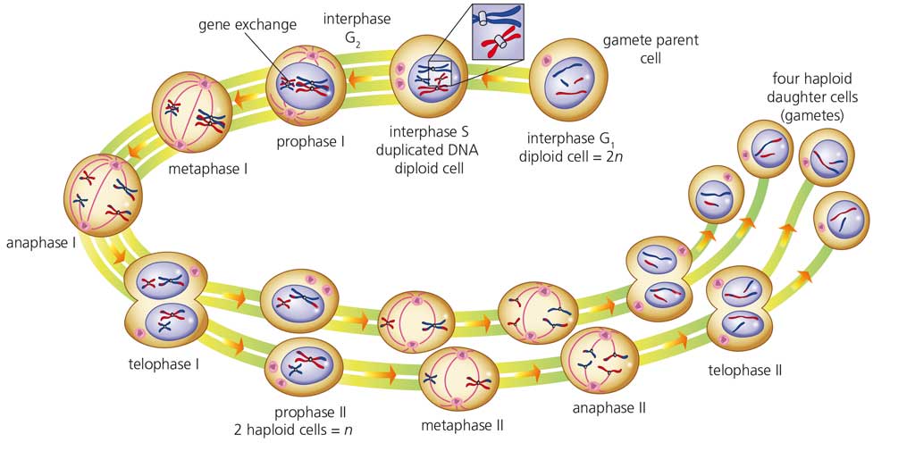 cells of the same type join together cells of the same type join together