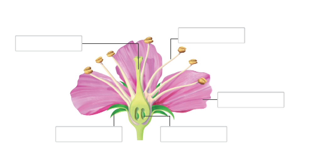 partes de una flor