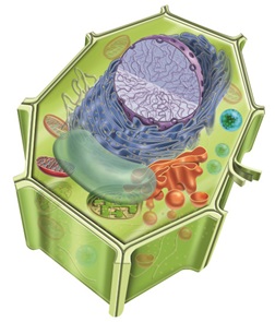 1bg_01_activi_cel_vegetal_019108.jpg